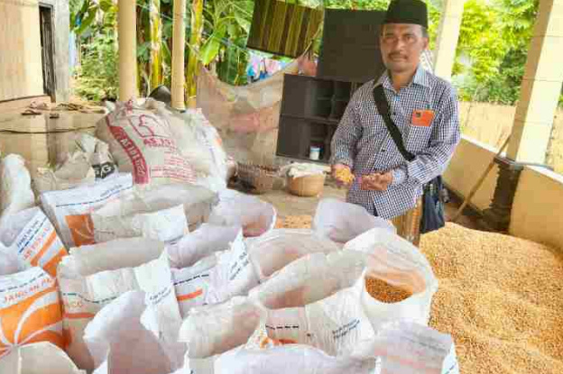 Kepedulian Pemkab Sumenep Dirasakan Petani, Harga Jagung Hibrida Kini Diakui Stabil