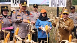 Dukung Ketahanan Pangan Nasional, Polres Sumenep Gelar Panen Raya Jagung Serentak